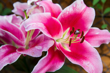 Pink lily (Lilium) flower blooming in close up	
