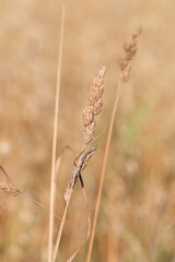 Fototapeta premium Natura. Zboże na polnej łące