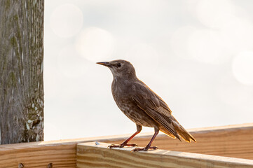 Juvenile European Starling