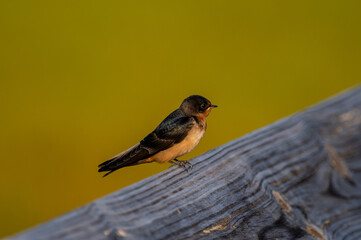 Barn Swallow on Railing