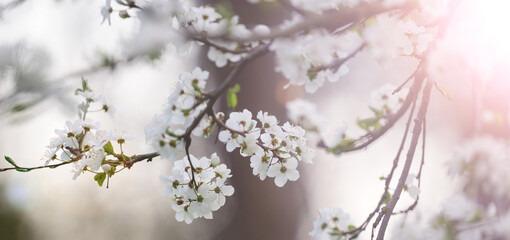 Obraz premium plum branch with white flowers in the park, selective focus, banner