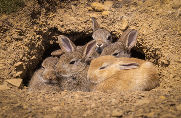 A fluffle of young rabbit kits cuddle outside their burrow (one is Erythristic.). - obrazy, fototapety, plakaty