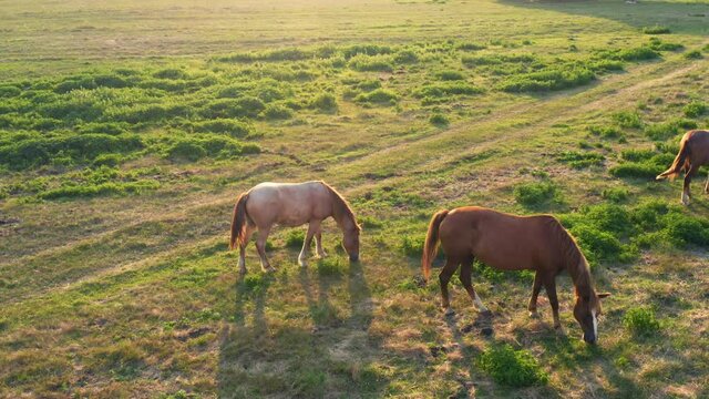 Aerial panoramic view of horses graze on a green meadow on a sunny day. 