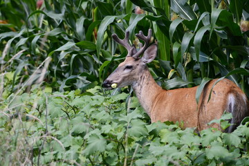White tailed deer buck stands at the edge of a corn field eating the corn on the cobs