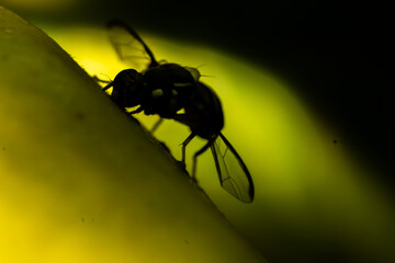 a bee is sucking a fruit
