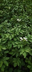 Obraz premium potato flower plant on a bed in the garden