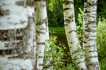 birch tree trunk