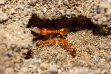 macro shoot of an ant