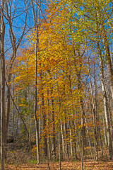 Fall Colors in the Understory of Remote Forest