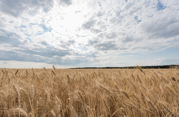 Ripe wheat ears on the background of a wheat field.