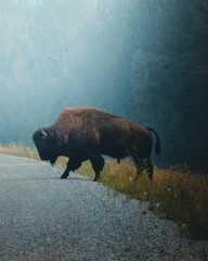 The American bison crossing a road. Wildlife of North America . High quality photo