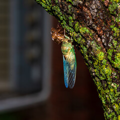 A cicada rests after molting.