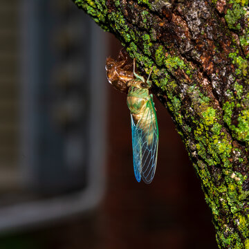 A Cicada Rests After Molting.