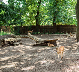 Sarna ZOO Wrocław