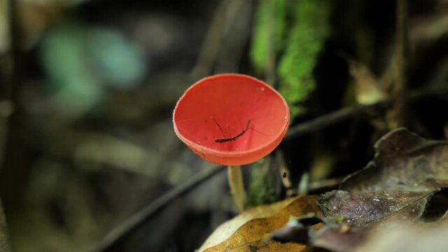 bug inside a red Cookeina cup fongi Costa Rica tropical forest close up 
 