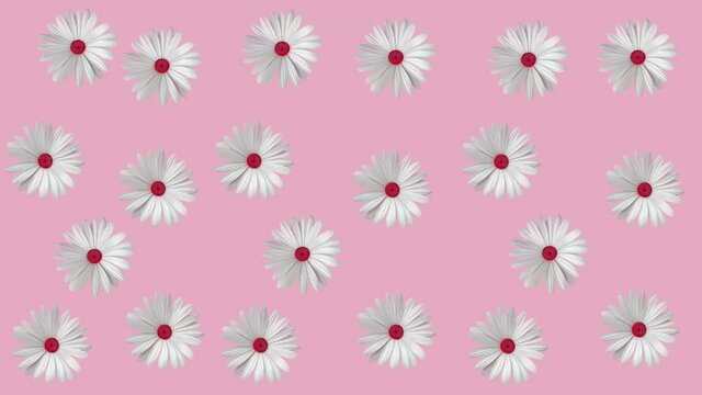 Funny colorful pink clip with moving and rotating daisy camomile flowers. Bright pink background. 