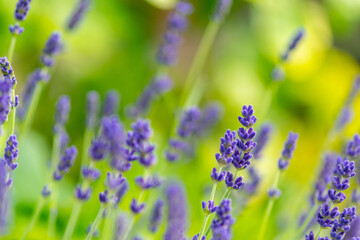 Bunch of lavender plants flowering in shallow depth of field. Lavender flowers on green background