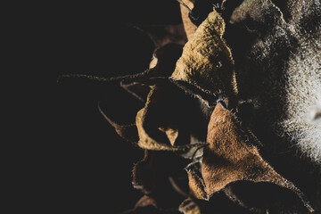 close up of sunflower