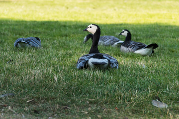 Barnacle goose seen in the green parks of Helsinki on a summer day, looking at the camera, Finland