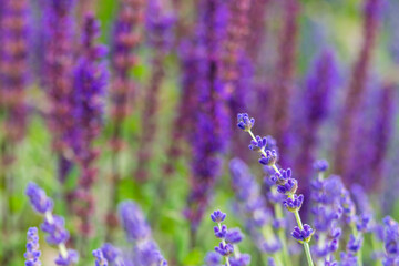 Various lavender types together, light violet of the front and saturated purple on the background