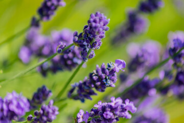 Closeup on bunch of lavender plants flowering in shallow depth of field. Lavender flowers on green background, flower buds close up with bokeh and copy space