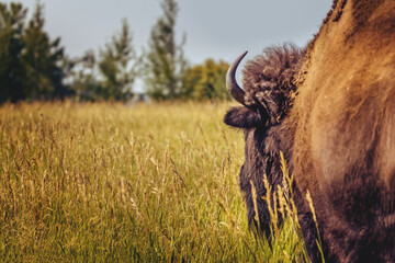 Following the bison on a summer meadow in Yellowstone National Park