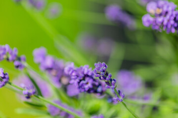 Closeup on bunch of lavender plants flowering in shallow depth of field. Lavender flowers on green background, flower buds close up with bokeh and copy space