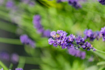 Closeup on bunch of lavender plants flowering in shallow depth of field. Lavender flowers on green background, flower buds close up with bokeh and copy space