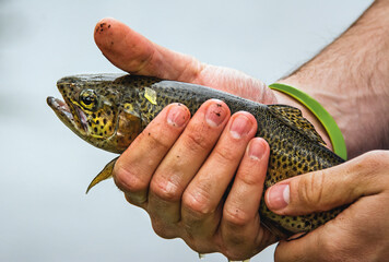 Freshly caught fish in hand