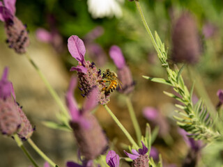 bee on lavender flower