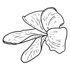 Plumeria open buds. Traditional Hawaii tropical necklace or neck wreath flower design element. Welcome invitation decoration. Drawing line art from real Plumeria. Vector.