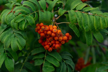 A branch with a bunch of ripe red mountain ash in the foliage