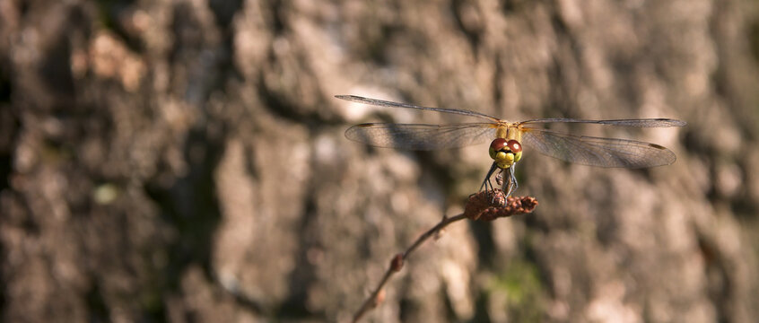 A dragonfly perched on a twig in macro.