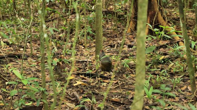 Wild agouti eating brown dead leaves soil in the jungle Costa Rica