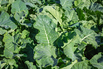 Close up of kale growing on a dairy farm for winter feed for cows in Canterbury, New Zealand - obrazy, fototapety, plakaty
