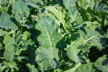 Poster Close up of kale growing on a dairy farm for winter feed for cows in Canterbury, New Zealand © Sheryl