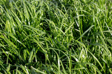 Fototapeta na wymiar Tetraploid Italian Ryegrass used in a farm pasture plan, Canterbury, New Zealand
