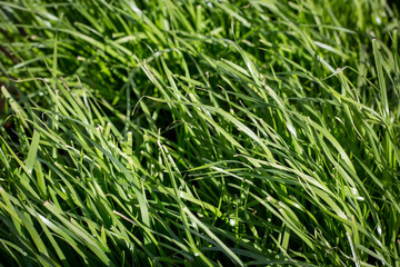 Fototapeta na wymiar Italian ryegrass is ideal for undersowing, part of a pasture mix or sown as a pure sward in pastures on farms in New Zealand