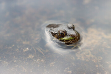 small frog halfway submerged in water