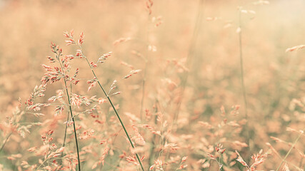 Beautiful golden and green grass in the meadow in the morning at dawn background.