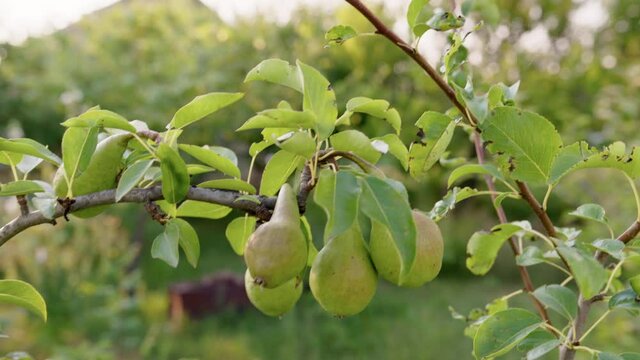 Green unripe pears on branches on a tree, summer, sunset light
