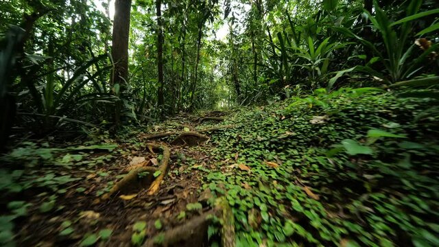 Path in the jungle rainforest full of moss ferns ands roots Costa Rica Corcovado national park