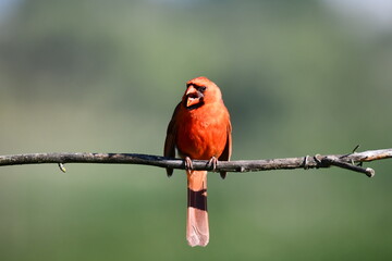 Male Northern Cardinal sits perched on a branch at the edge of a forest