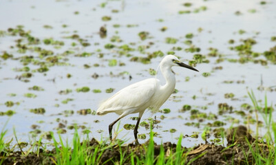 White Egret - Egret in the wild, Egret is looking for food in the fields