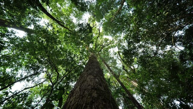 Massive high tree in Costa Rica jungle rainforest Corcovado view from under pointing to the canopy