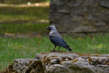 Close-up of a jackdaw in the shade of the park on a sunny day, which stands on the edge of a flagstone wall, slightly overgrown with moss, and carefully examines the park.