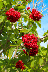  Red elderberry bush full of berries in New Brunswick, Canada