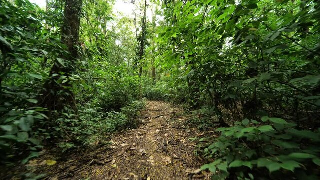 Beautiful path through the dense jungle vegetation Costa Rica gimbal shot day time