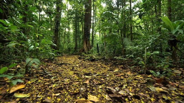 Beautiful path in the jungle full of yellow flowers gimbal shot ending on a massive tree trunk