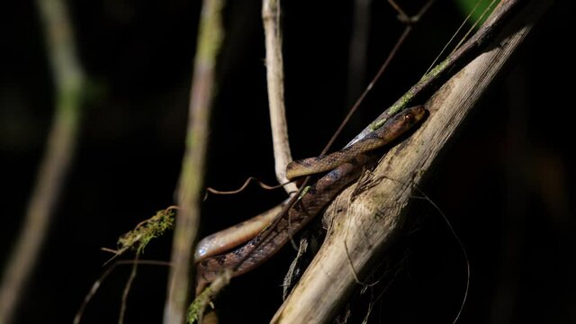 northern cat-eyed snake Leptodeira septentrionalis on a during night branch Costa Rica